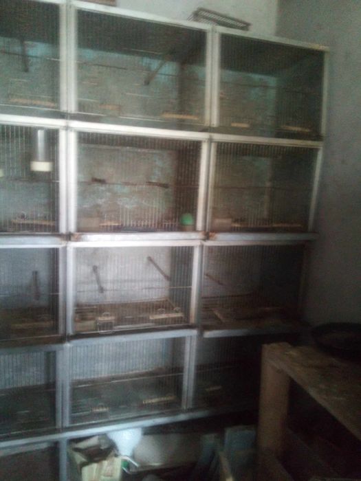 viveiro de passarinhos