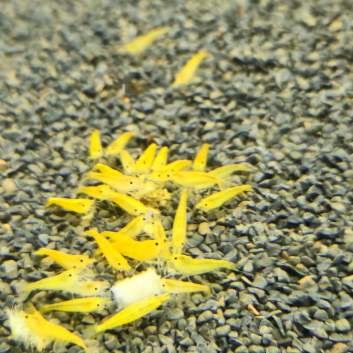 Neocaridinas yellow neon