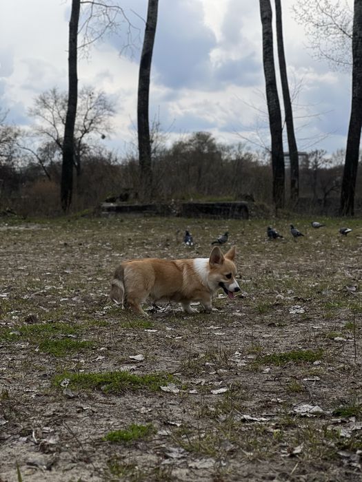 Вельш Корг цуценя Коргі