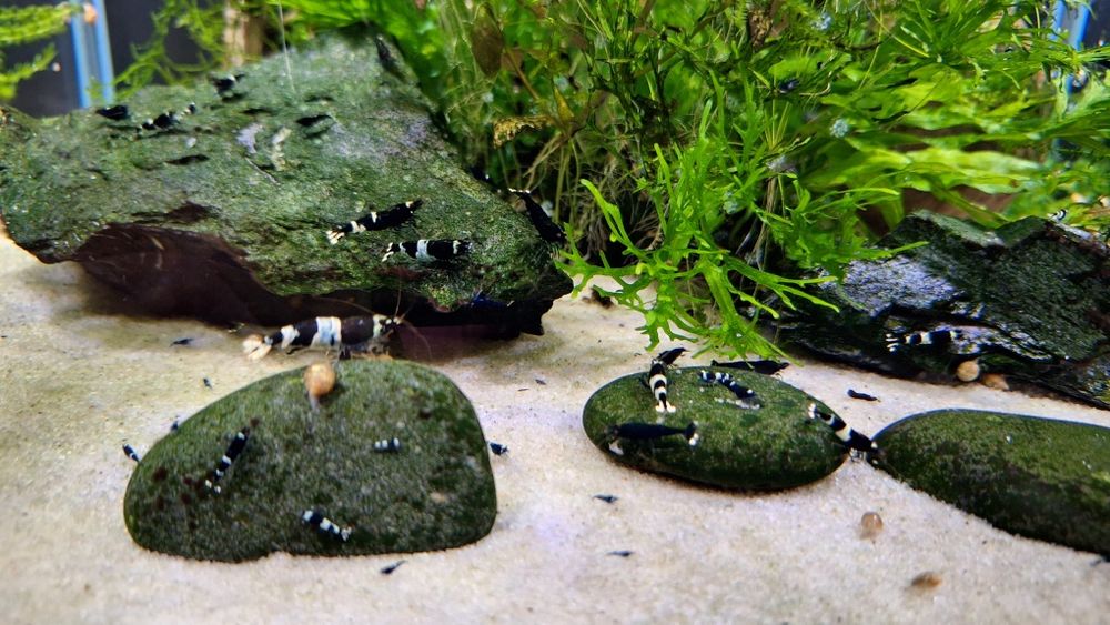 Krewetka cardina Taiwan bee panda black