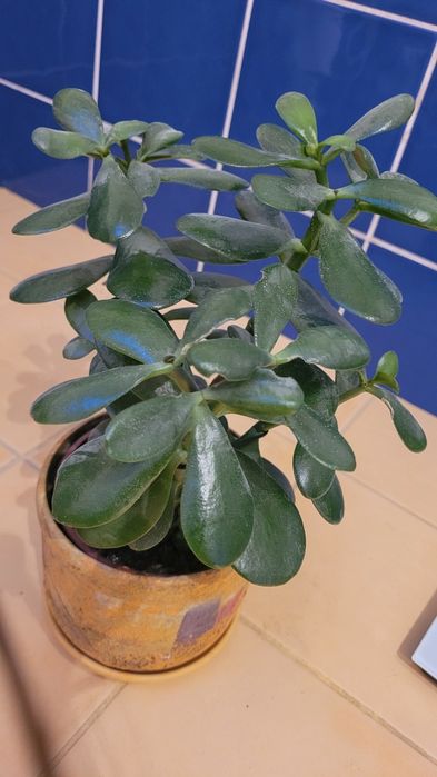 Kwiat domowy jak i ogrodowy szczawik