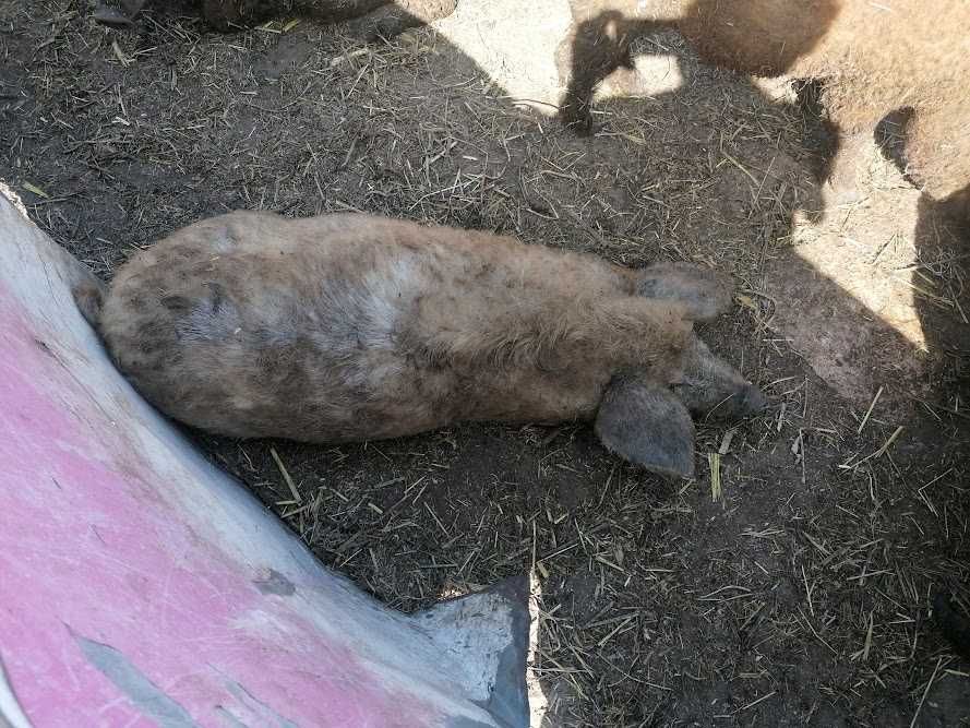 Продам хряка породи Угорська Мангалиця 2,5 років.Вага 150кг. Самовивіз