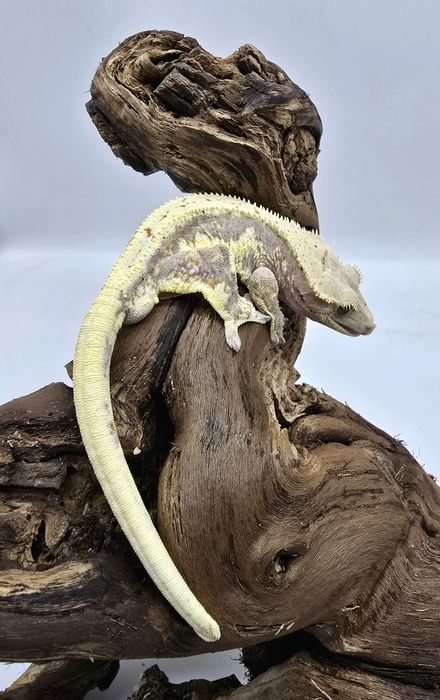 Gekon Orzęsiony - Correlophus ciliatus