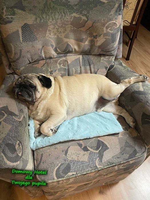 Domowy hotel dla psa - Świebodzin