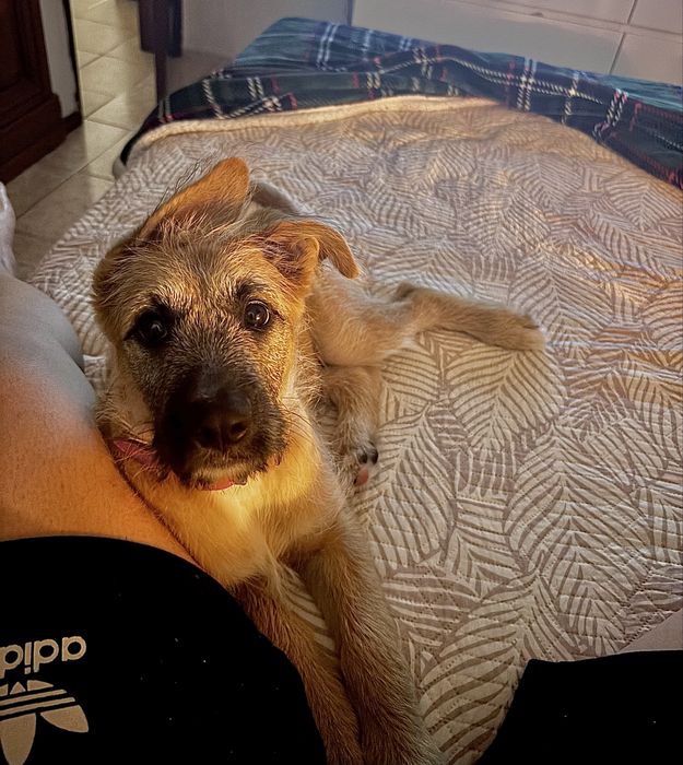 Pet Sitting e Passeios de Cães | Lordelo e Paços de Ferreira