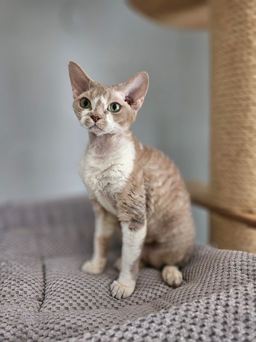 Liliowo-biała kotka Devon Rex