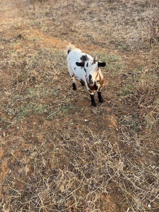 Cabras anãs para novo quintal
