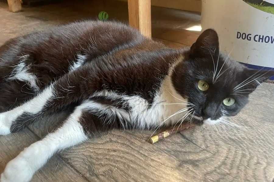 Kocurek Krawat szuka domu bez innych kotów :c