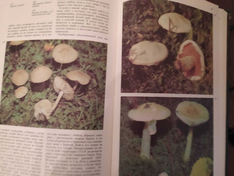 Дары Природы. Травы, ягоды,грибы. Аксенова, Цветкова