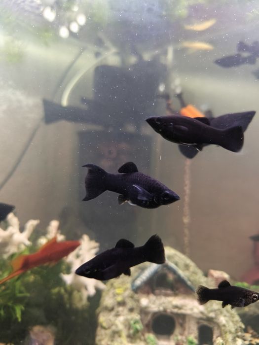 Продам акваріум 80 літрів