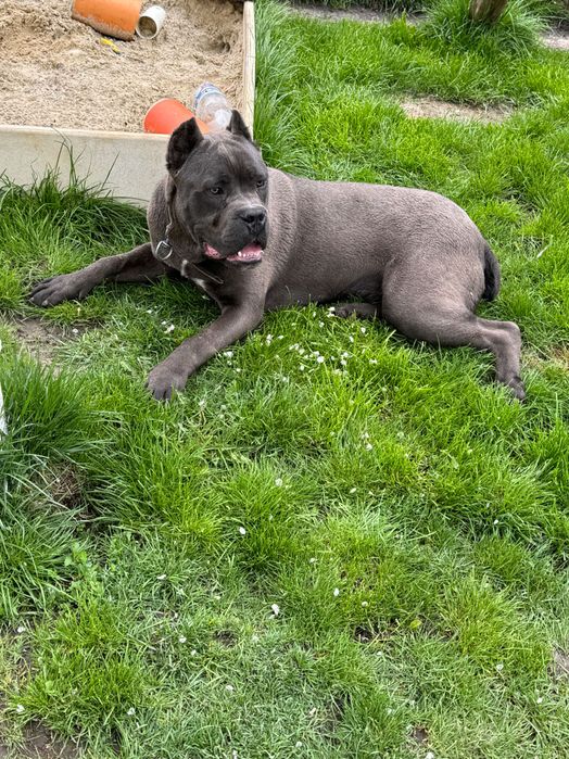 Кобель Кане Корсо на вязку