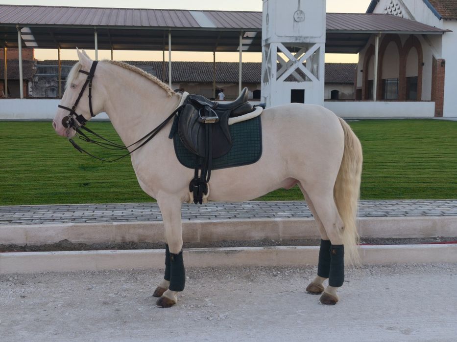 Cavalo capado manso