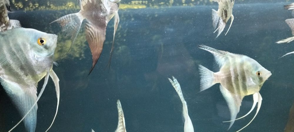 Skalary Blu Zebra i Blu Smokie