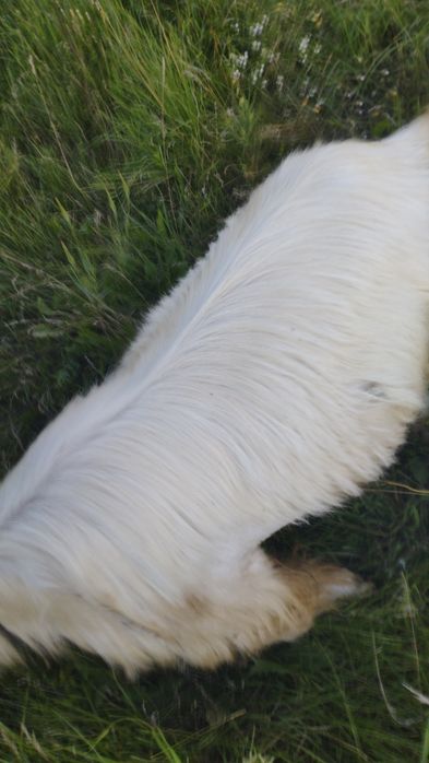 Продам козла хорошей породи