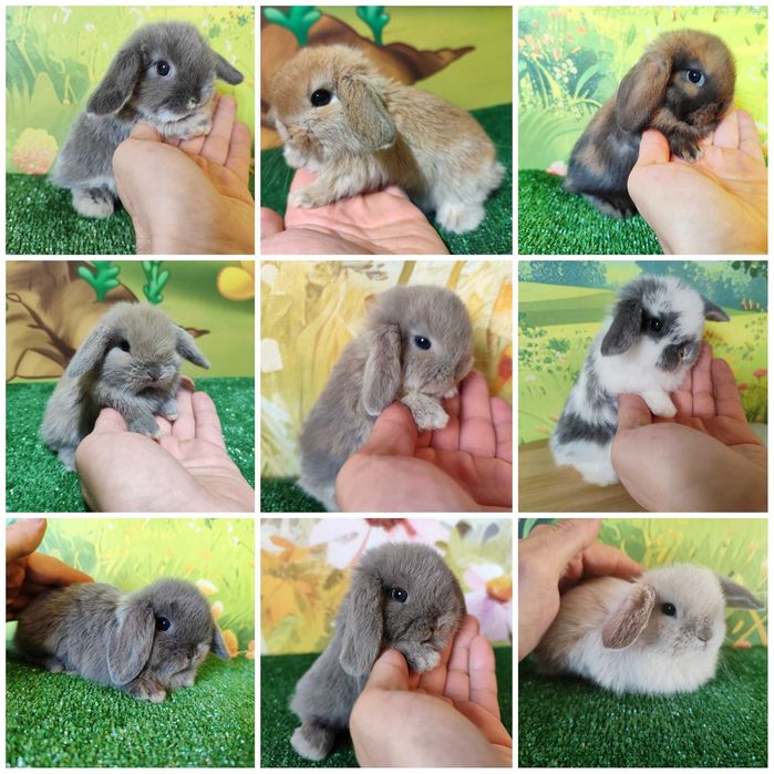 AKTUALNE  Piękny Karzełek Niderlandzki Mini Lop , Mini Rex
