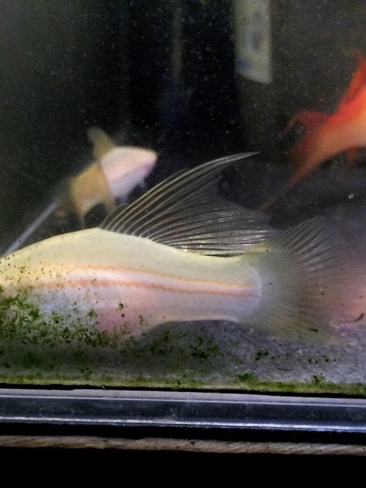 Mieczyk albino  standard