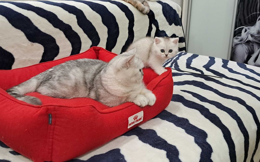 Ласковый шотландский котенок серебристая шиншилла