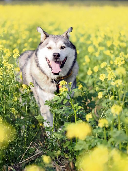 BALTO młody mix alaskan malamute adopcja