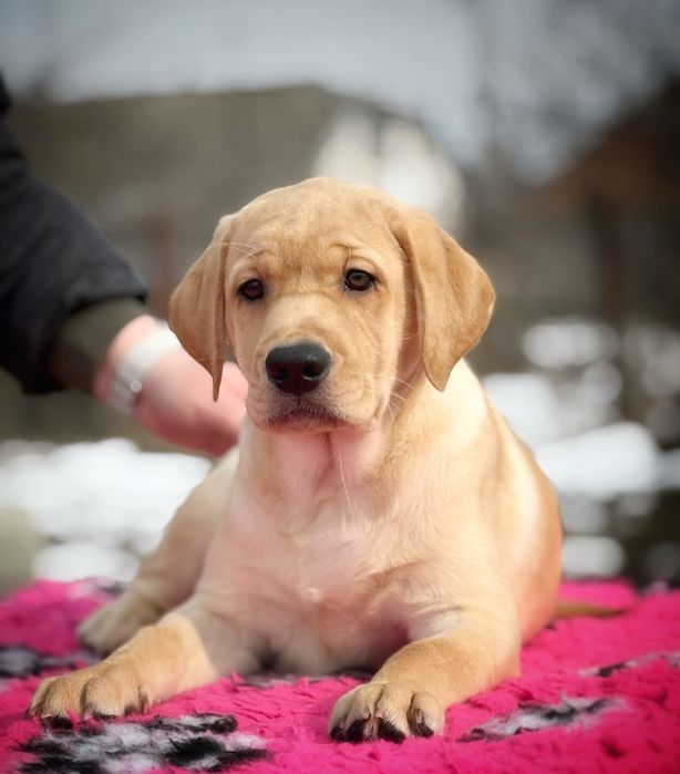 Цуценята лабрадора ретривера!