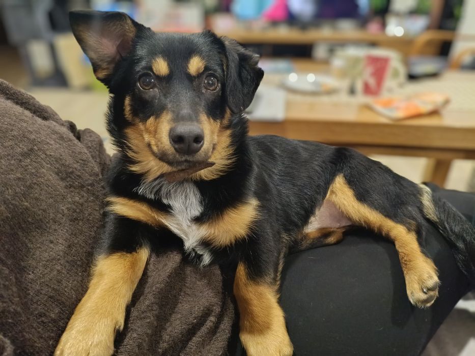 Śliczna SANTA szuka kochającego domu