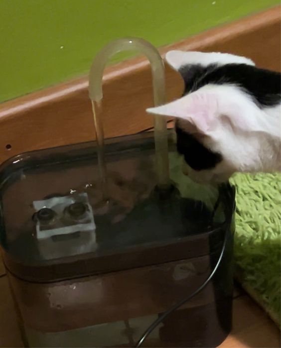 Fonte de agua para gatos