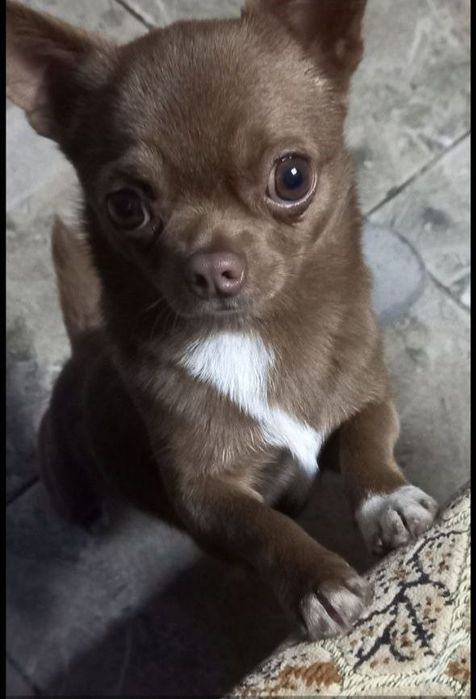 Ищем Невесту!!!
Характер есть, харизма есть, внеш