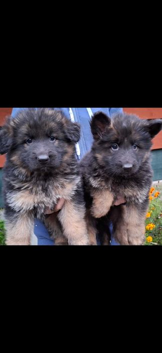 Owczarki niemieckie długowłose  szczenię rezerwacja