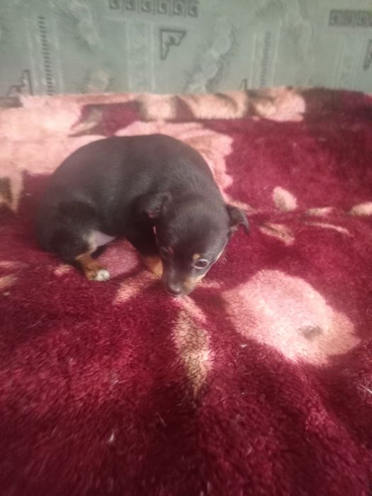 Чудова дівчинка у родину