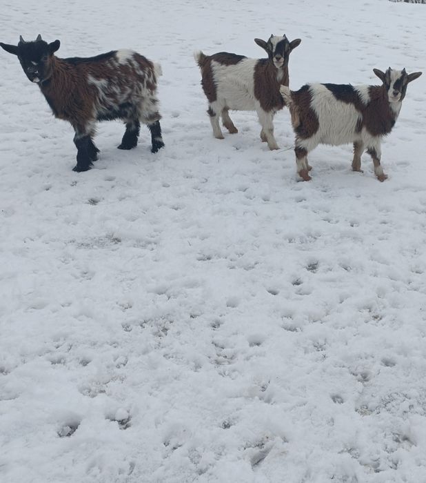 Kózki karłowate miniaturki