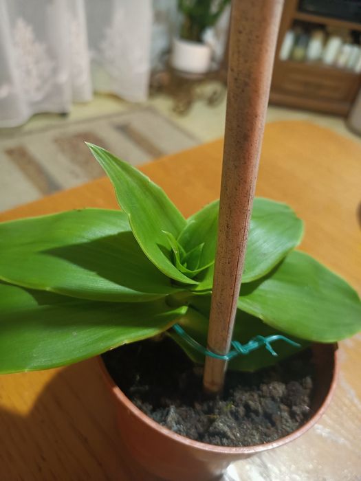 Callisia fragrans-odmiana "Melnikoff"