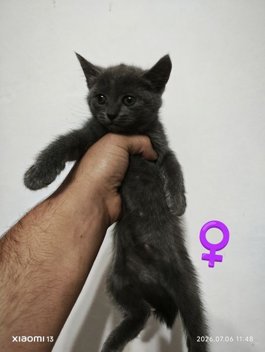 Віддам Кошенят в люблячі руки