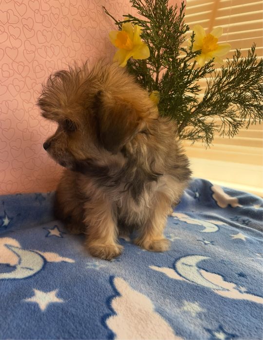 Щенки йркипу ,мальчик и девочка )