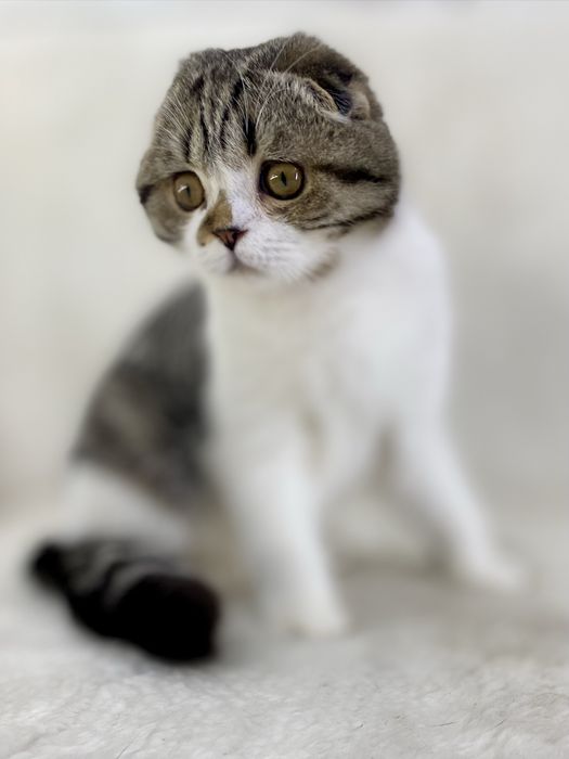 Вислоухая кошечка