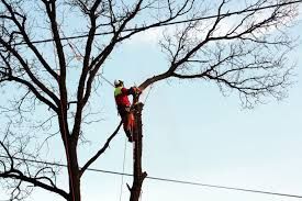 Wycinka drzew,drwal ,arborysta