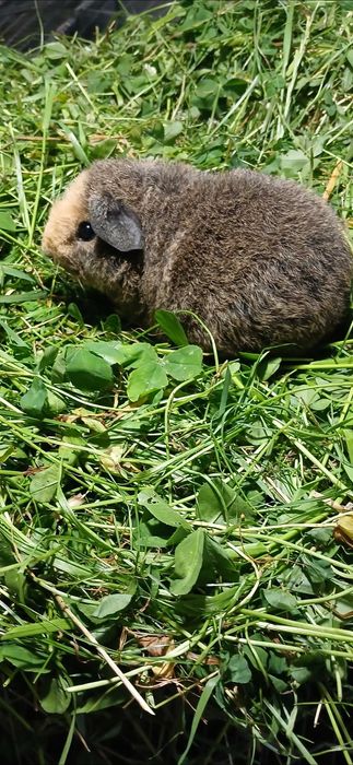 Морська свинка, Тедді