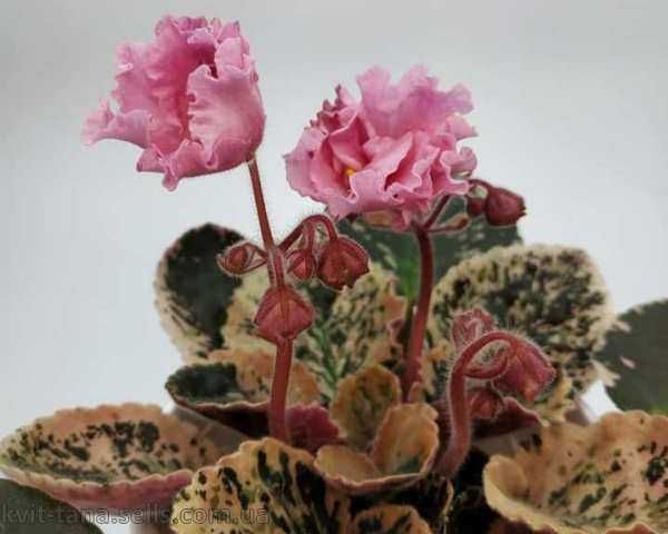 Фіалки сортові -дітки, стартери.