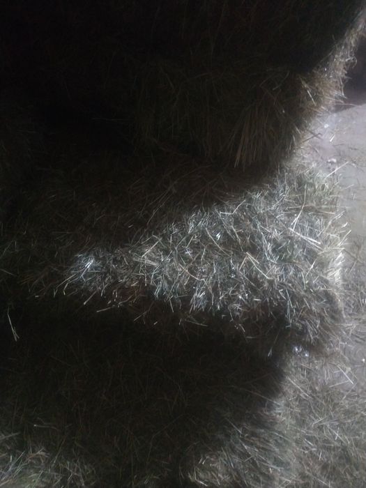 Продам тюки сіна 90грн