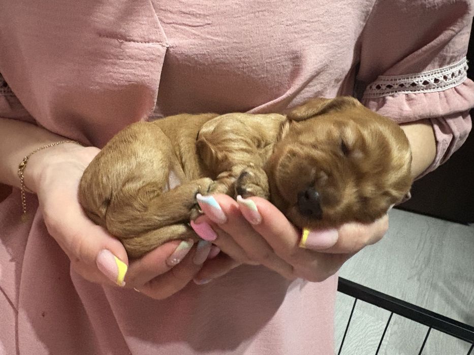 Cocker spaniel - piesek