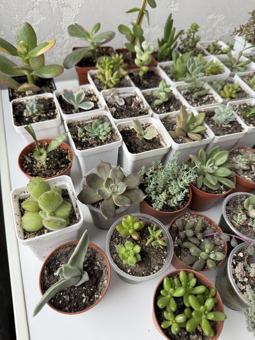 Продам сукуленти
