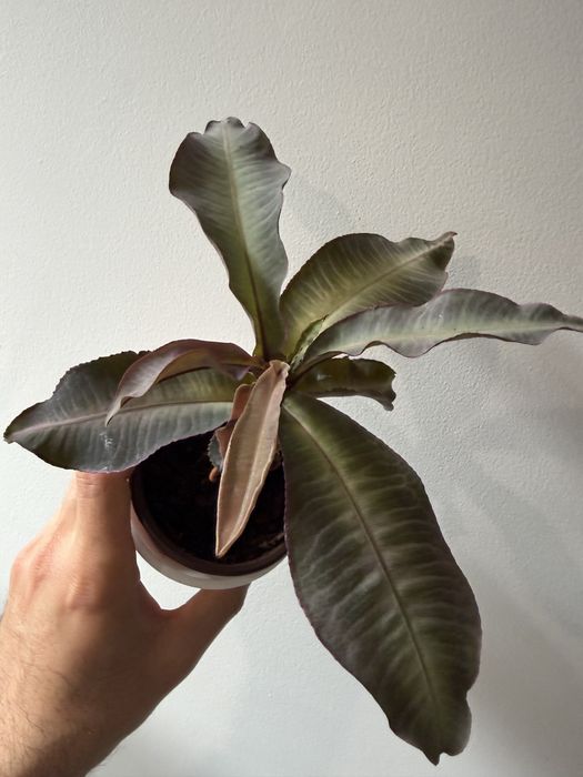 Labisia Jabi, Pumila e SP Riau