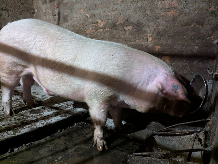 Спермодози кнурів