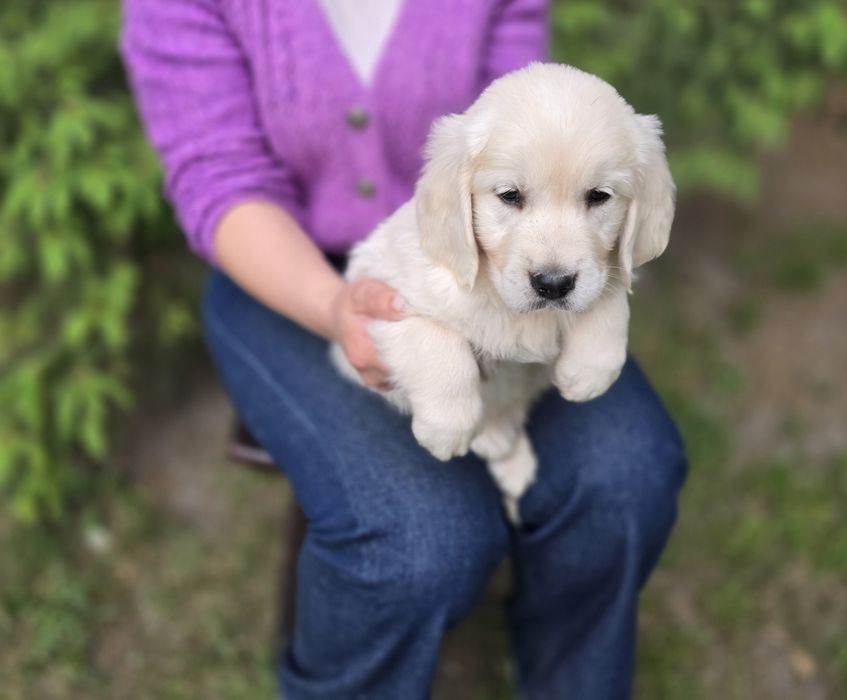Golden retriever szczeniak