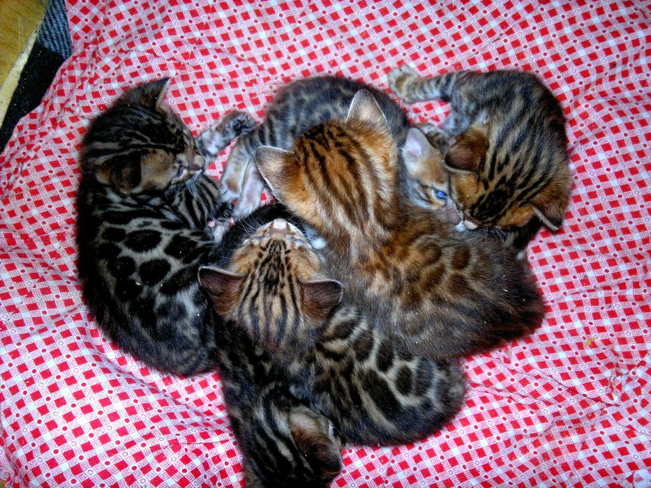 Бенгальські чистокровні кошенятка BENn24. Документи WCF