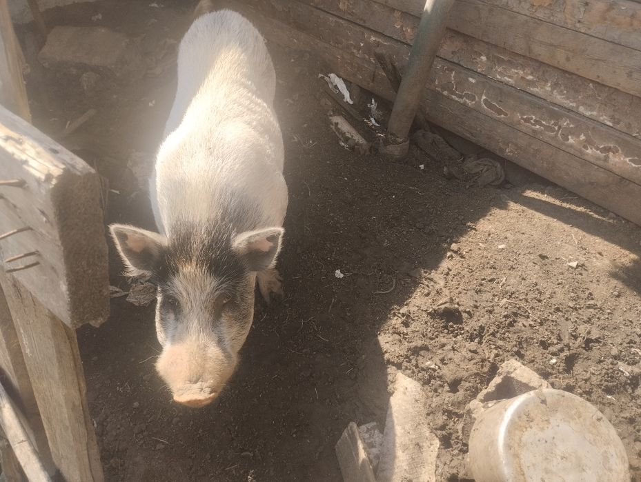 Продам хряка некастрованый Вьетнамський