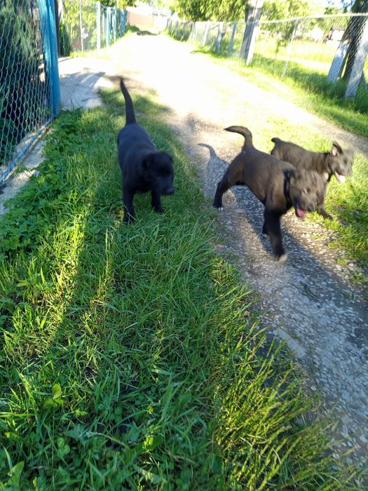 Шпіц і лабрадор ,дитячі собаки.