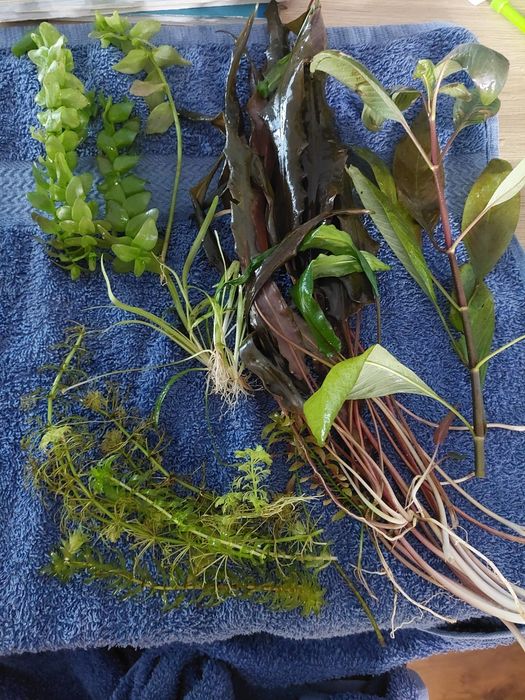 Rosliny akwariowe mix