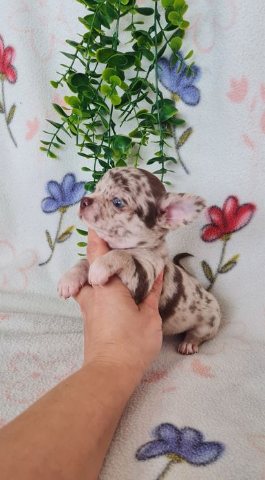 Excecional mini menino Chihuahua/Chiuaua de Qualidad,LinhagemRussa