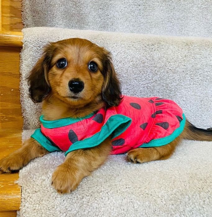 Кроляча довгошерстна красуня