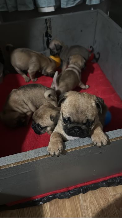 Мопсята ,доставка по району