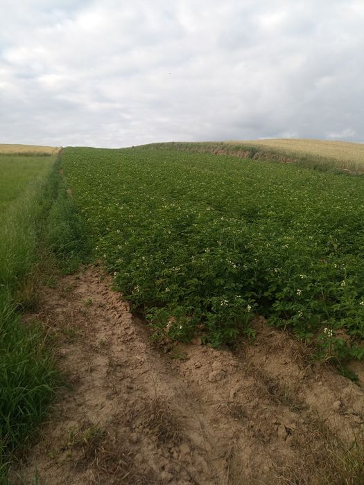 Ziemniaki jadalne
